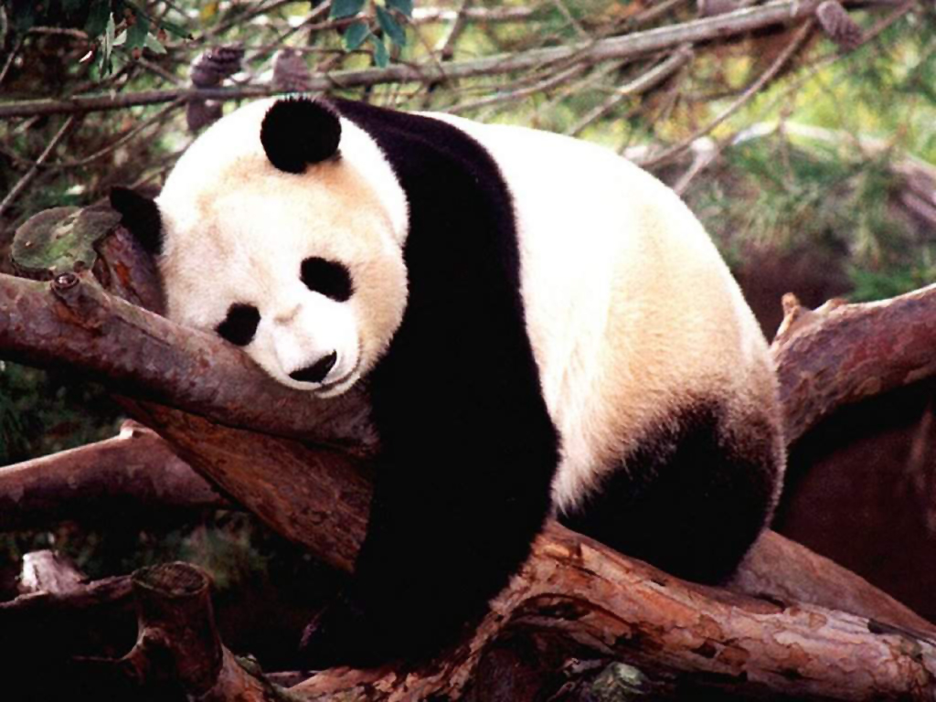 Animals - Panda Sleeping On Tree Wallpapers - Wallpaper 1024x768